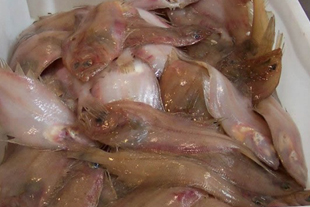 TítuloVenta Pescados Oya S.A. venta de pescado