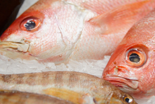 Venta Pescados Oya S.A. pescado fresco